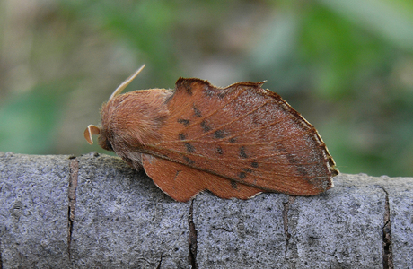Eichenglucke (Phyllodesma tremulifolia) - © Leo Kuzmits